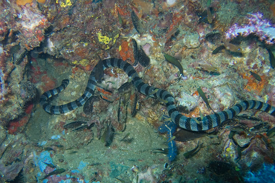 Dubois-Seeschlange