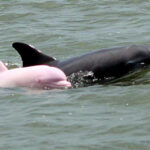 pinker-delfin-gesichtet
